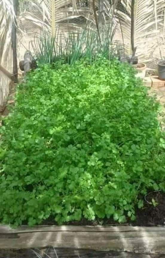 Picture of Aromatic Coriender 2gm Seeds Re-Pack