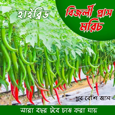 Picture of Hybrid BIJLI PLUS Chilli Seeds (Re-Pack) 5pcs