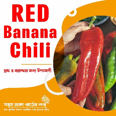 Picture of Giant RED BANANA Chili Seeds 5pcs (Re-Pack)
