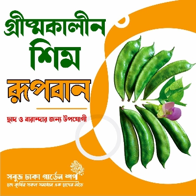 Picture of Summer Shim Rupban Seeds 12pcs