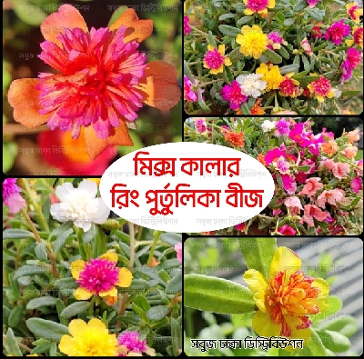 Picture of Ring Purtulika Moss Rose Flower Seeds 100pcs+ (Thai) 10 Color Mix
