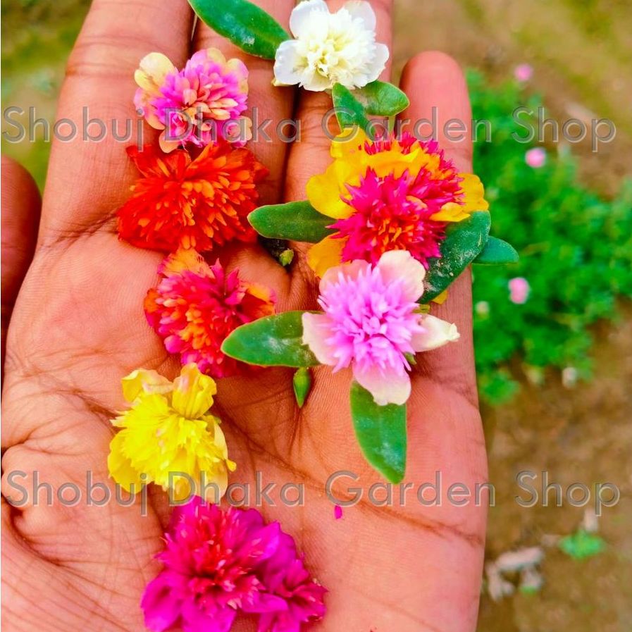Picture of Ring Purtulika Moss Rose Flower Seeds 100pcs+ (Thai) 10 Color Mix