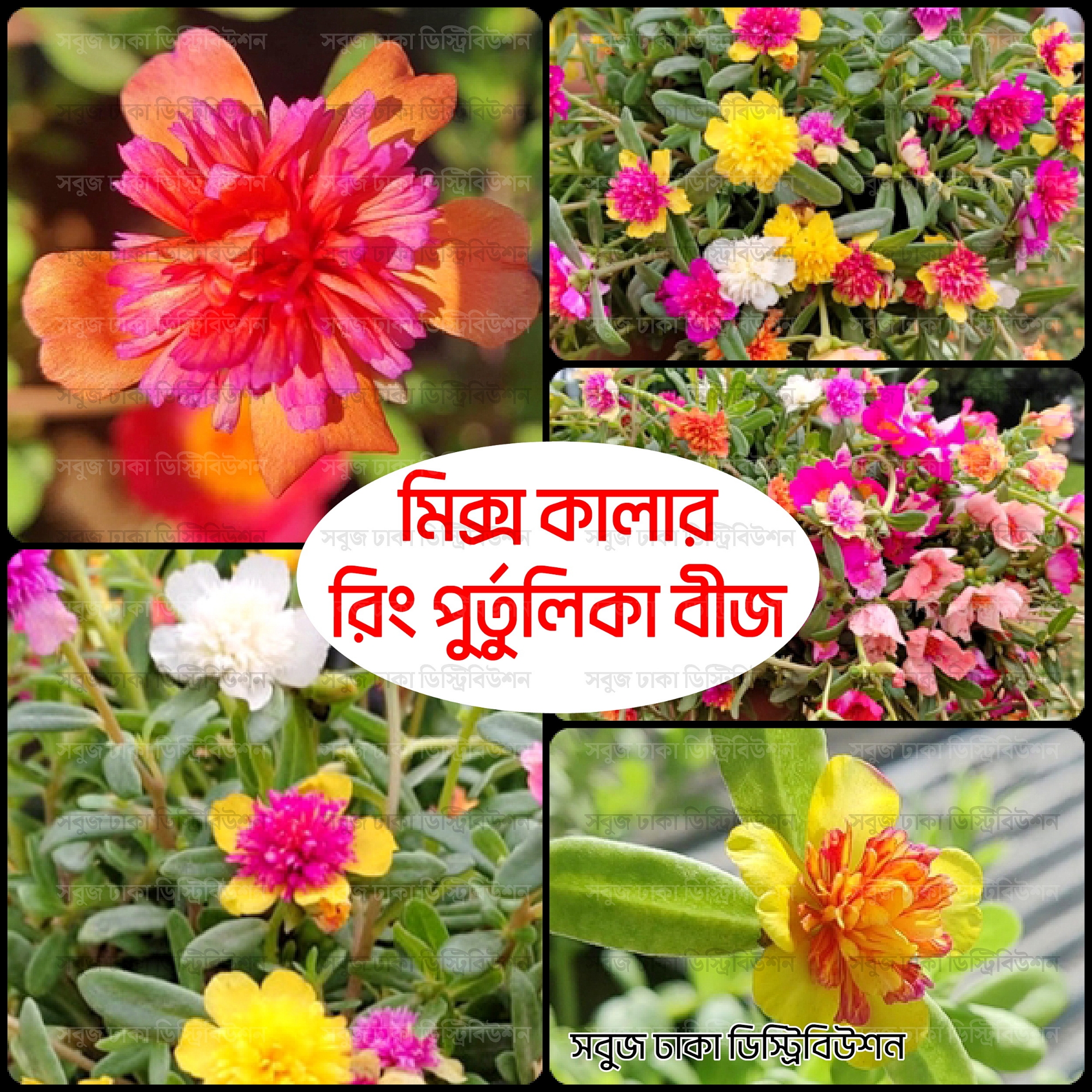 Picture of Ring Purtulika Moss Rose Flower Seeds 100pcs+ (Thai) 10 Color Mix