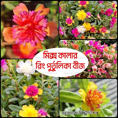 Picture of Ring Purtulika Moss Rose Flower Seeds 100pcs+ (Thai) 10 Color Mix