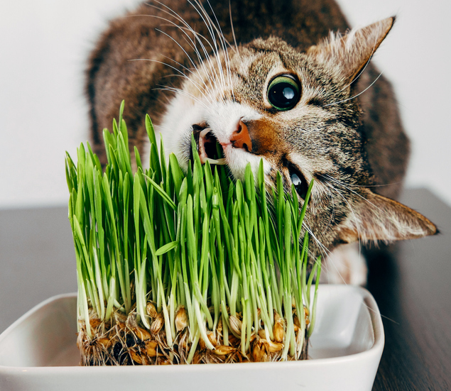 Picture of Grass Seeds for Cat & Rabbit 1gm Re-Pack