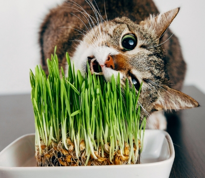 Picture of Grass Seeds for Cat & Rabbit 1gm Re-Pack