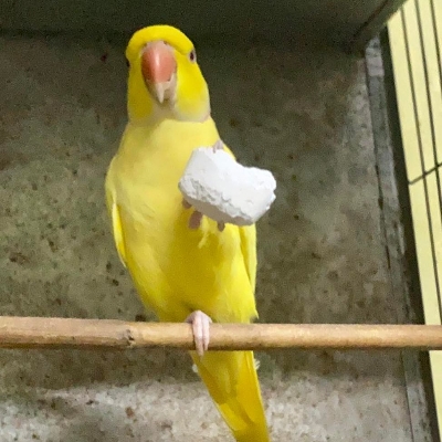 Picture of Mineral Boost (Birds Calcium & Mineral block) 1pc