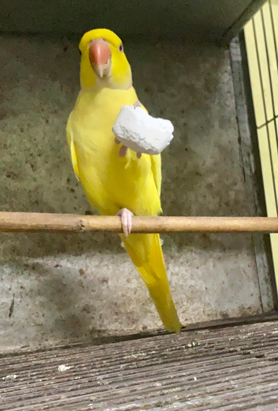 Picture of Mineral Boost (Birds Calcium & Mineral block) 1pc