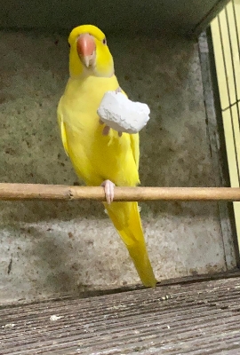 Picture of Mineral Boost (Birds Calcium & Mineral block) 1pc