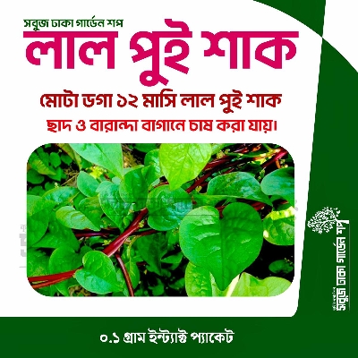 Picture of RED Pui Shak Seeds 0.1gm