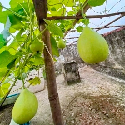 Picture of Compost Joibo Shar (Half kg) Re-Pack Fertilizer for all plants