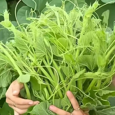 Picture of Compost Joibo Shar (Half kg) Re-Pack Fertilizer for all plants