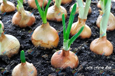 Picture of Taherpuri Onion Re-Pack ১গ্রাম Seeds