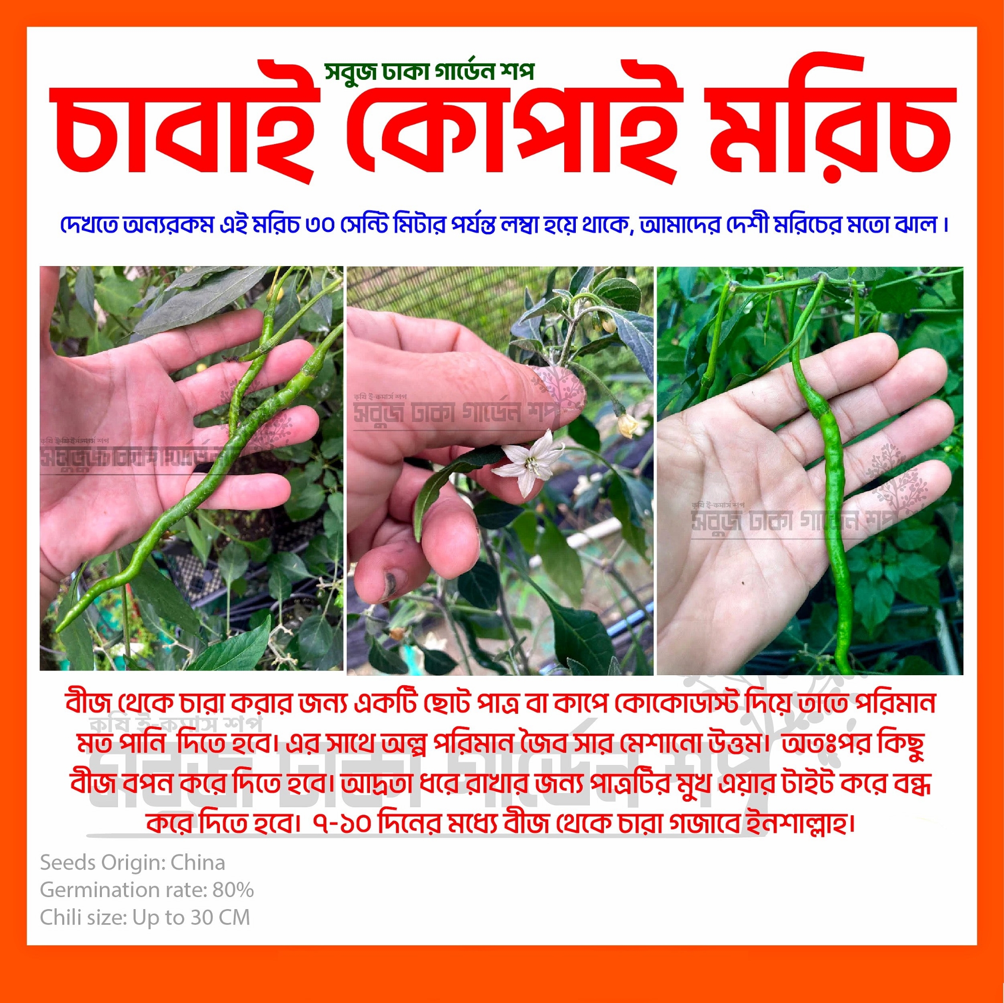 Picture of Cabe Kopay Chili Seeds 10pcs Re-Pack (China) Seeds 三世武士情侶頭像