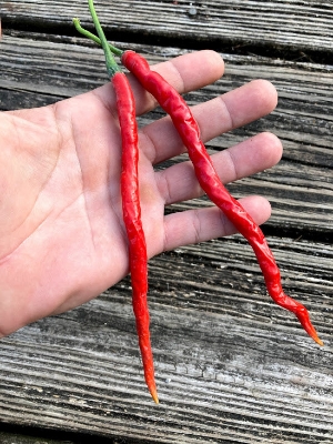 Picture of Cabe Kopay Chili Seeds 10pcs Re-Pack (China) Seeds 三世武士情侶頭像