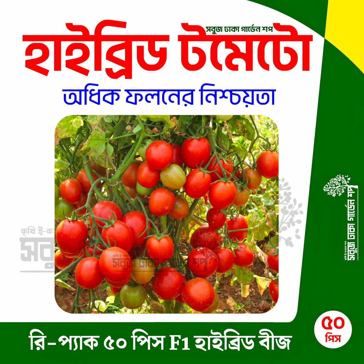 Picture of Hybrid Tomato 50pcs Re-Pack (INDIAN) Seeds