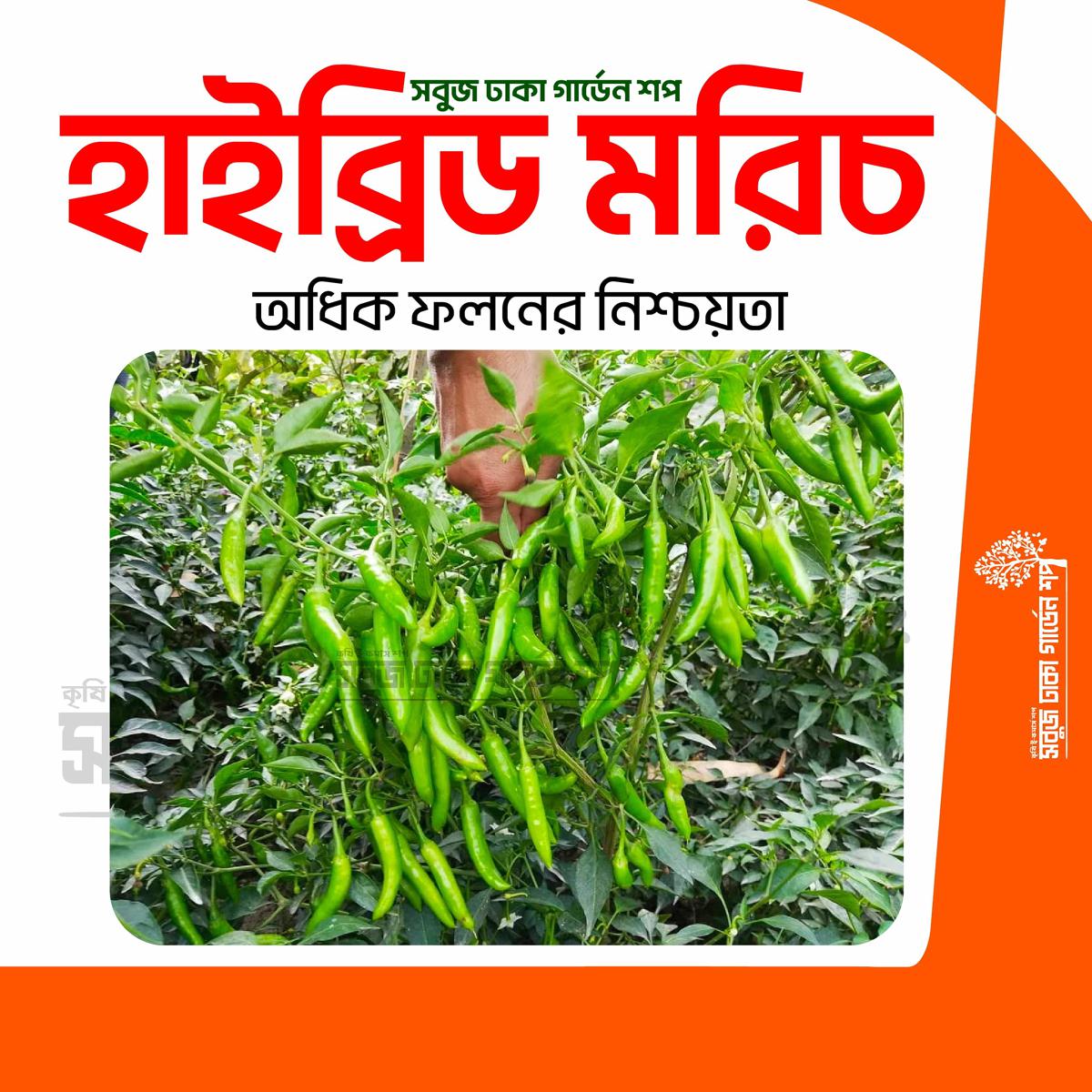 Picture of Hybrid All Season Chili 0.1gm Re-Pack (INDIAN) Seeds