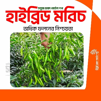 Picture of Hybrid All Season Chili 0.1gm Re-Pack (INDIAN) Seeds
