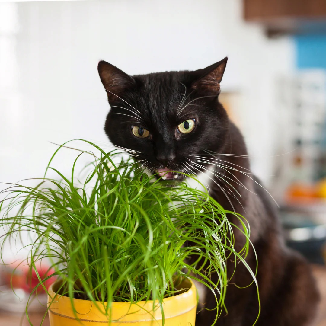 Picture of 【9.9 Deal】3000 Pcs Organic Cat Grass Bonsai Seeds Edible Lemon grass Bonsai