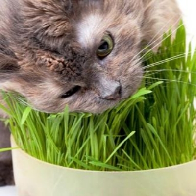 Picture of 【9.9 Deal】3000 Pcs Organic Cat Grass Bonsai Seeds Edible Lemon grass Bonsai