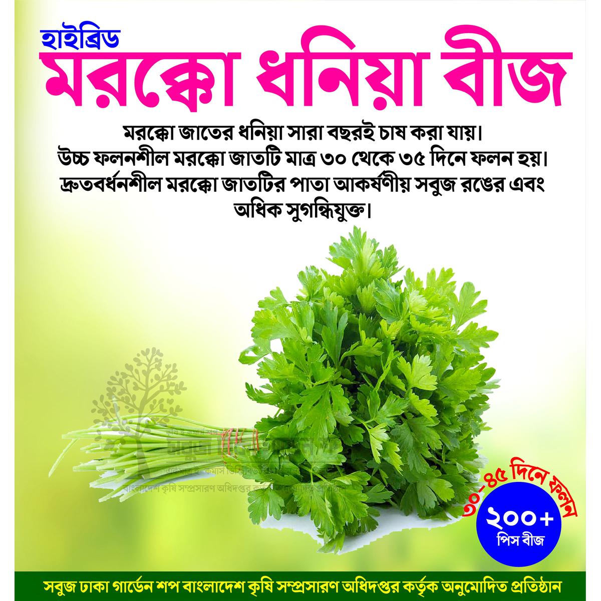 Picture of Aromatic Morocco Dhoniya Pata Bij 200+ Seeds Re-Pack