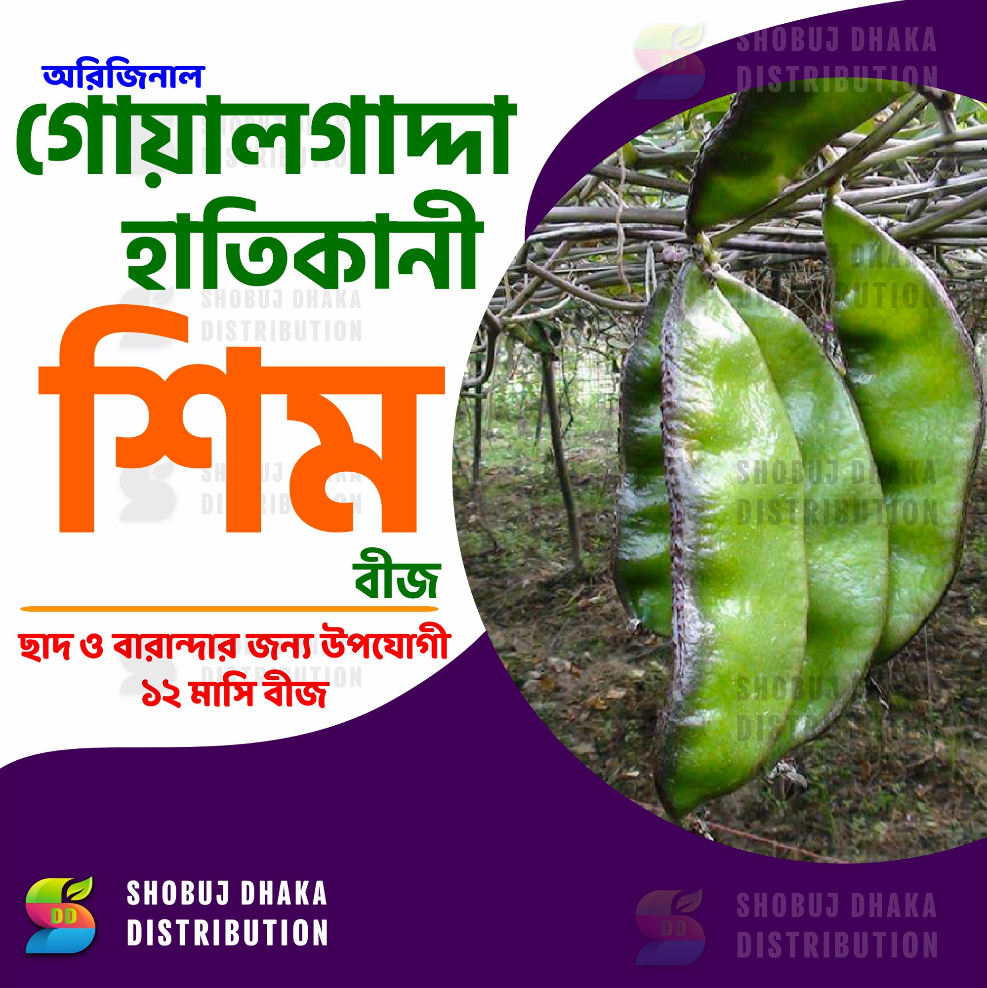 Picture of All Season Goalgadda Shim Seeds 5GM RE-PACK