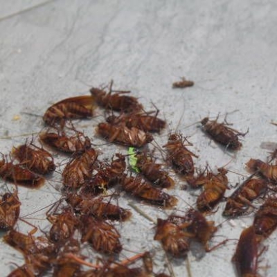 Picture of Cockroach & Flies Killer (মাছির ও তেলাপোকার জন্য ১০০% গ্যারান্টি) 1pc