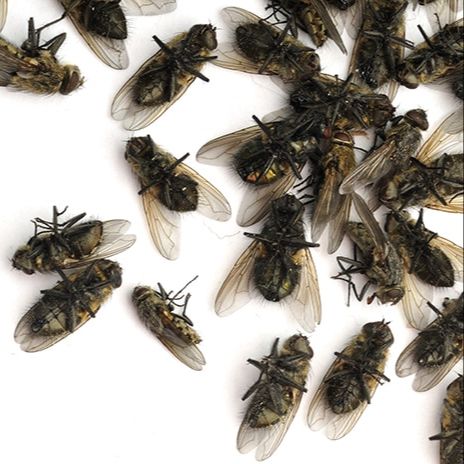 Picture of Cockroach & Flies Killer (মাছির ও তেলাপোকার জন্য ১০০% গ্যারান্টি) 1pc