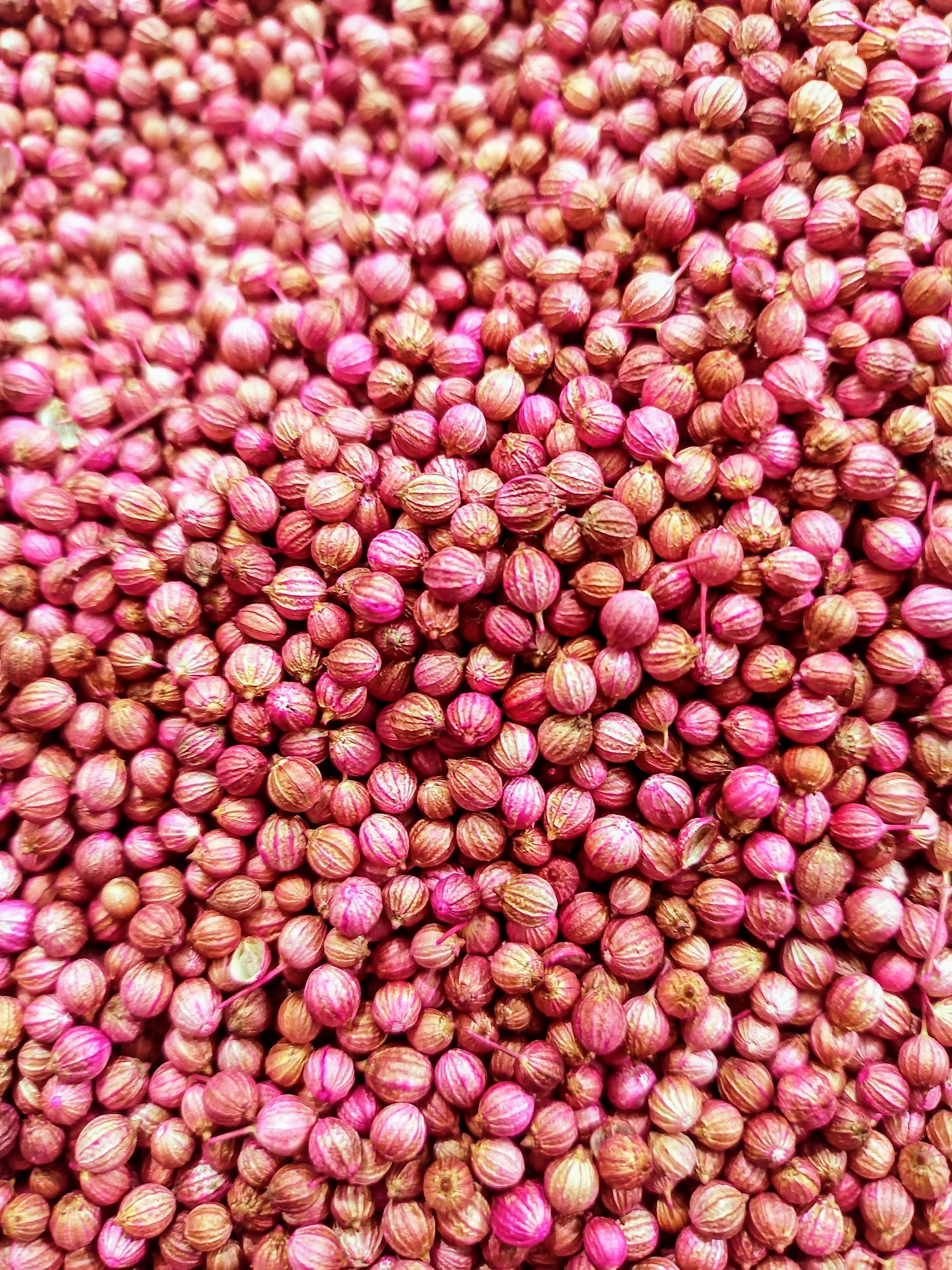 Picture of Deshi Dhoniya Pata Bij 1gm Seeds Re-Pack