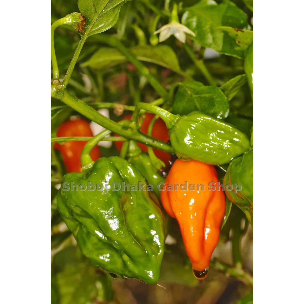 Picture of Naga Viper Chili ৫ pcs Re-Pack