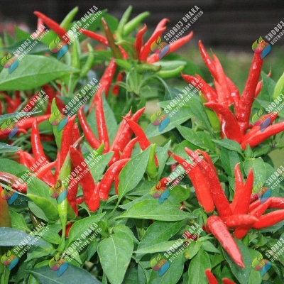 Picture of Surjomukhi All Season Chili seeds ৫০পিস
