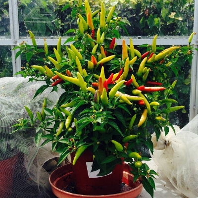 Picture of Surjomukhi All Season Chili seeds ৫০পিস