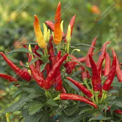 Picture of Surjomukhi All Season Chili seeds ৫০পিস