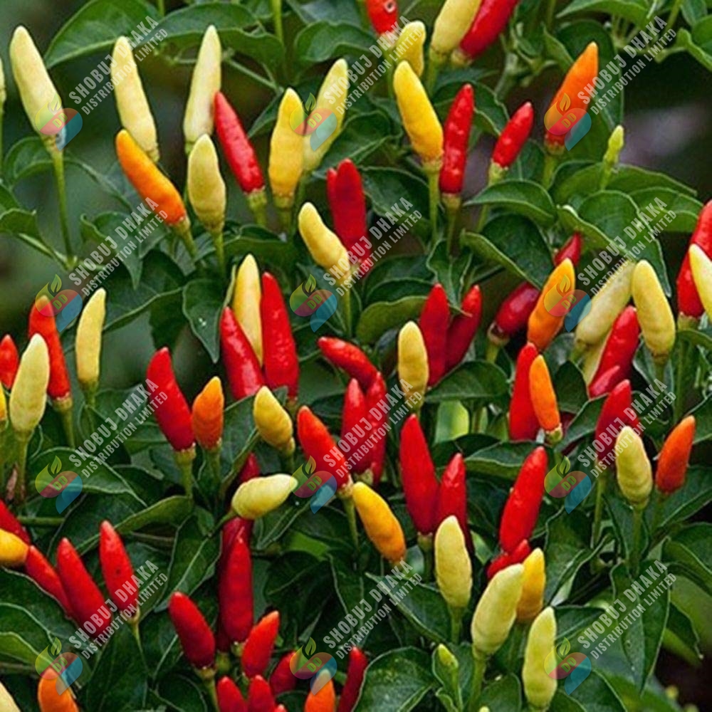 Picture of Surjomukhi All Season Chili seeds ৫০পিস