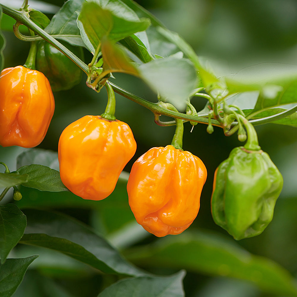 Picture of Habanero Chili Seeds 5pcs Re-Pack