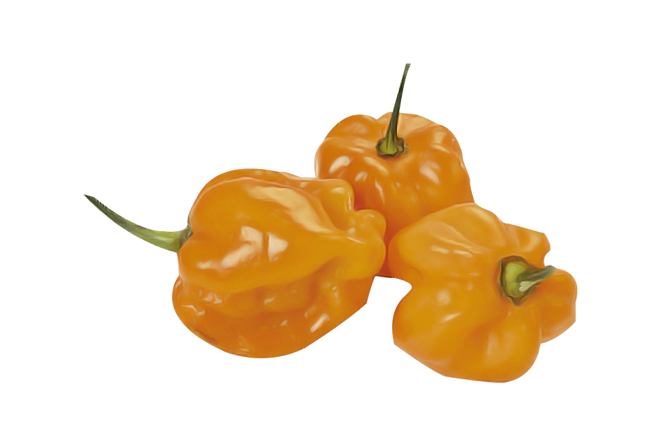 Picture of Habanero Chili Seeds 5pcs Re-Pack