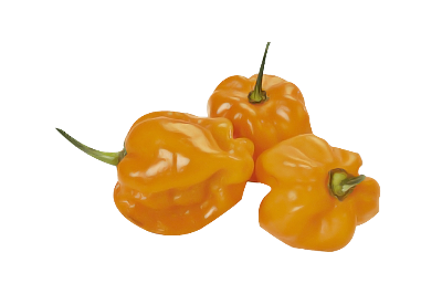 Picture of Habanero Chili Seeds 5pcs Re-Pack