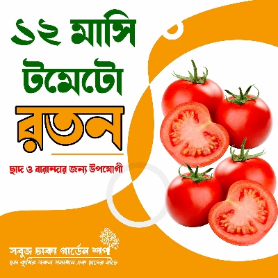 Picture of Roton Tomato Seeds 0.1gm Re-Pack Hybrid