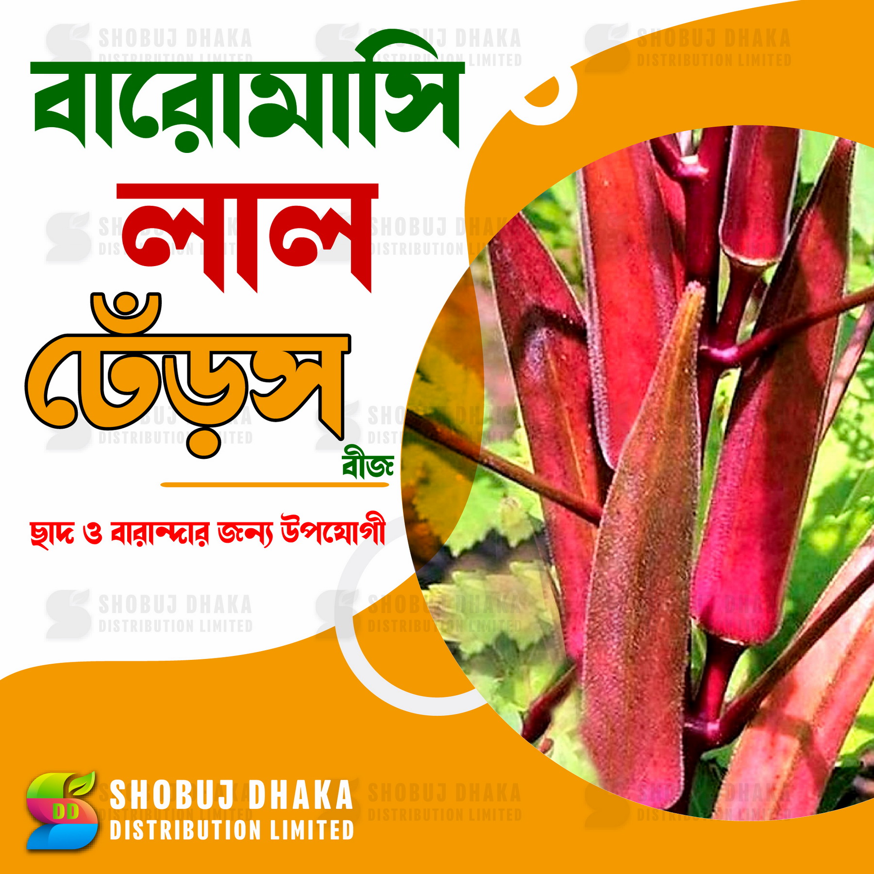 Picture of RED Okra Seeds 5pcs Re-Pack (Thailand)