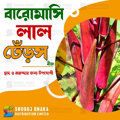 Picture of RED Okra Seeds 5pcs Re-Pack (Thailand)