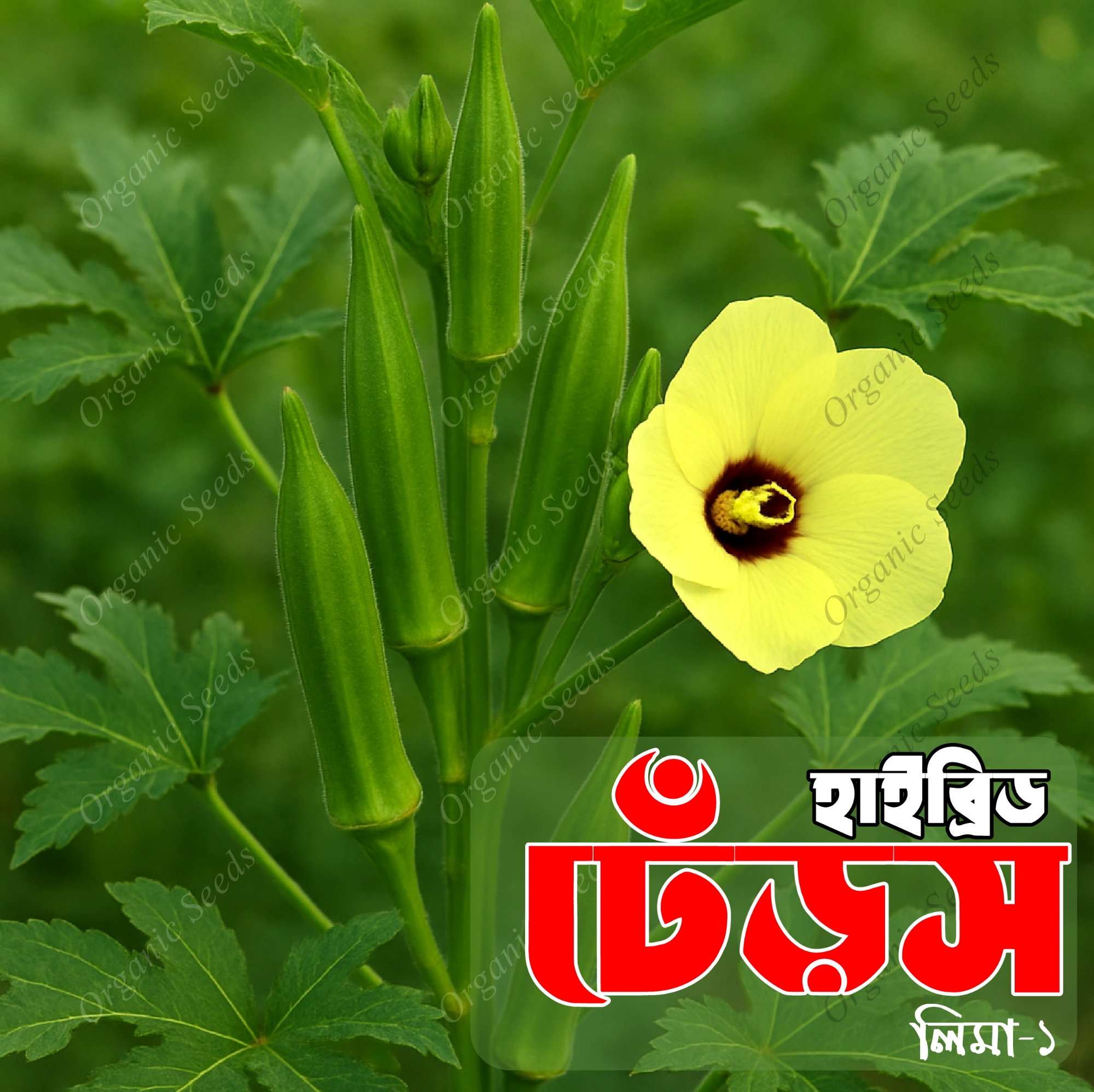 Picture of Hybrid Dherosh (Bhendi) Okra Seeds 2gm