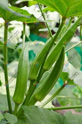 Picture of Hybrid Dherosh (Bhendi) Okra Seeds 2gm