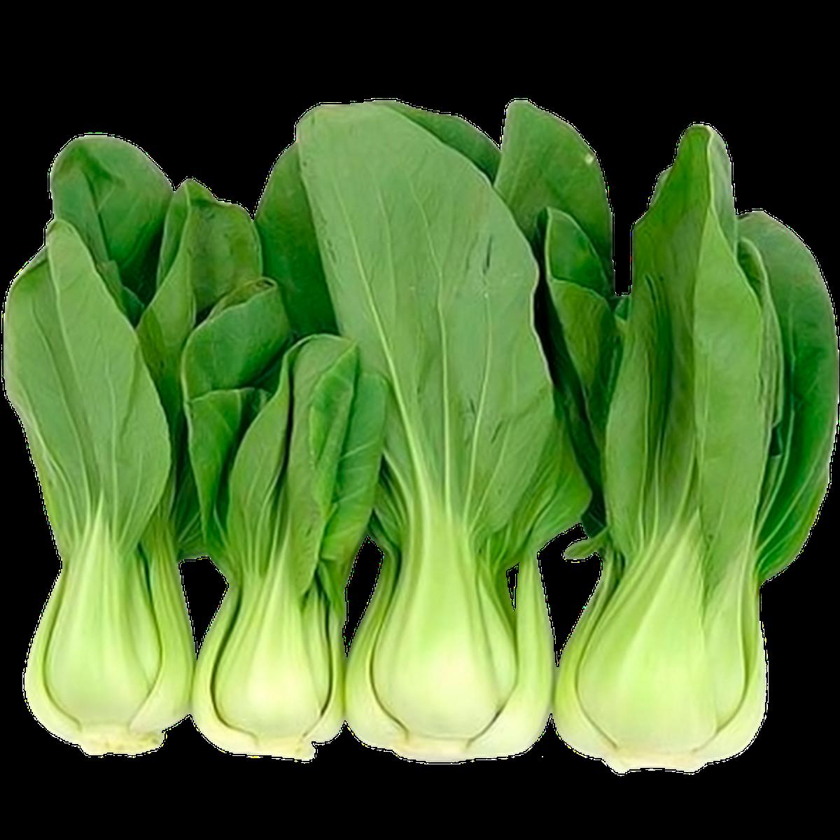 Picture of Bok Choy Seeds 100+pcs Re-Pack