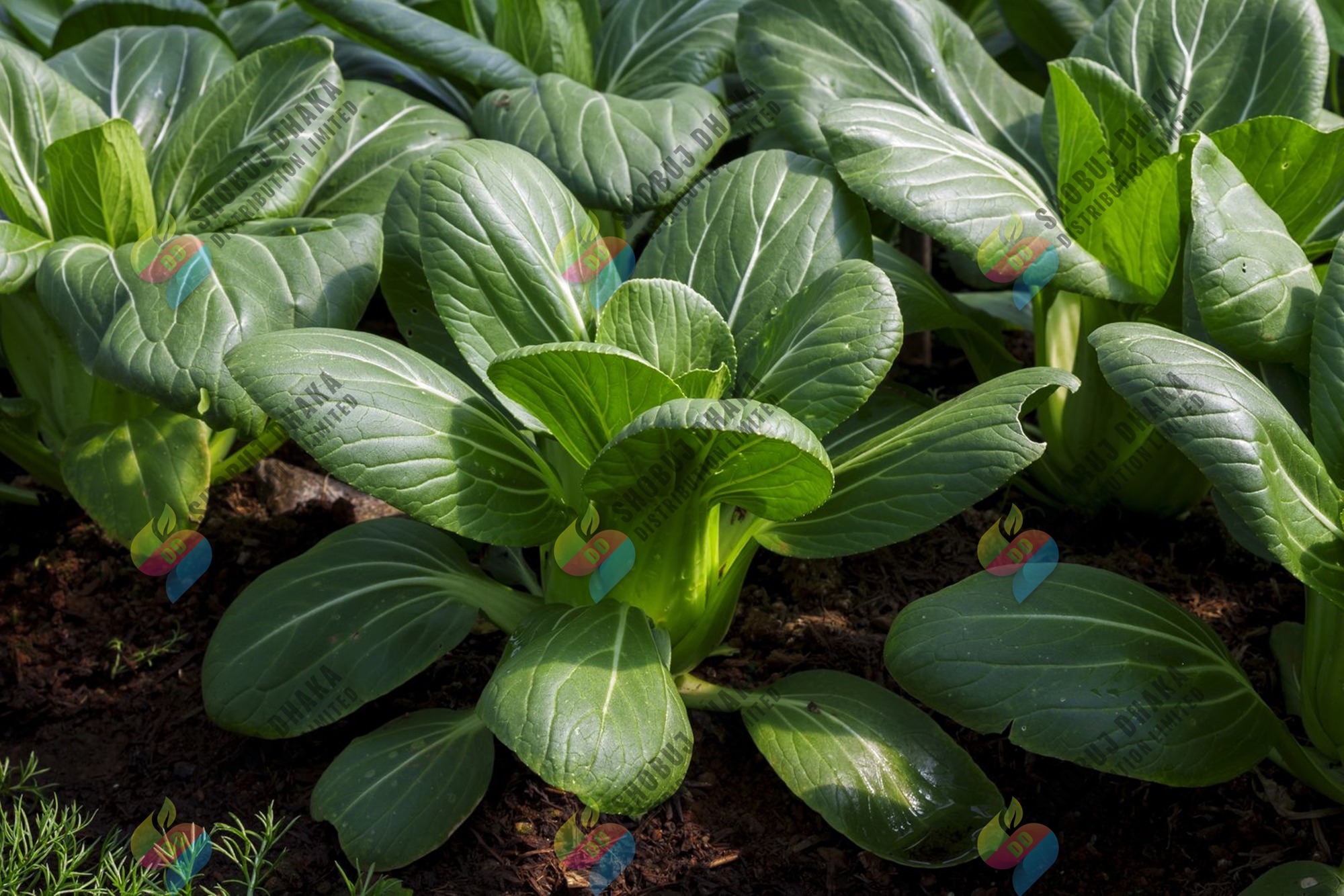 Picture of Bok Choy Seeds 100+pcs Re-Pack