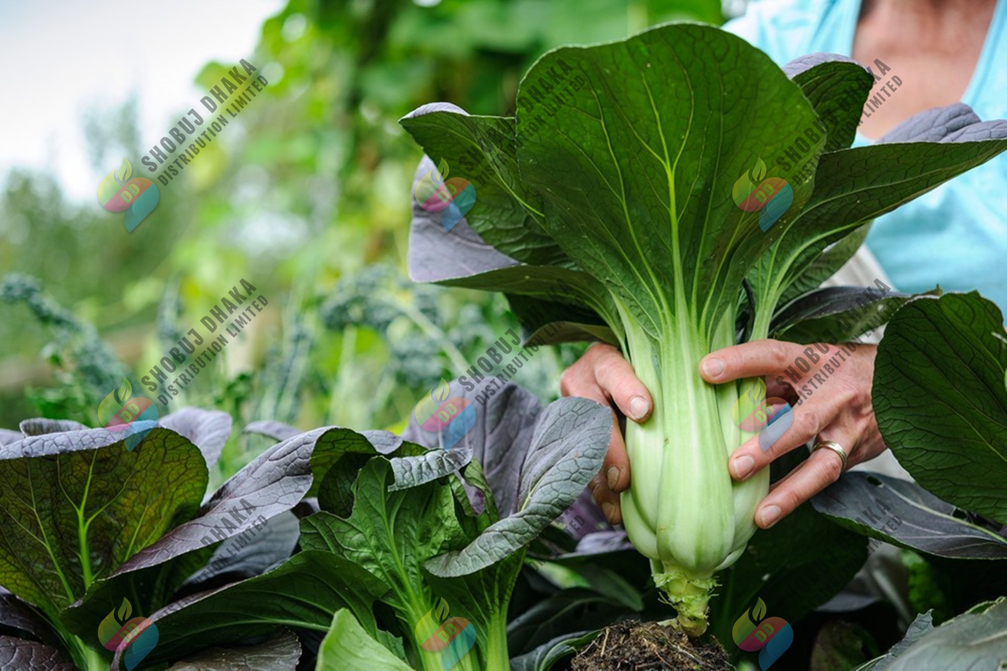Picture of Bok Choy Seeds 100+pcs Re-Pack