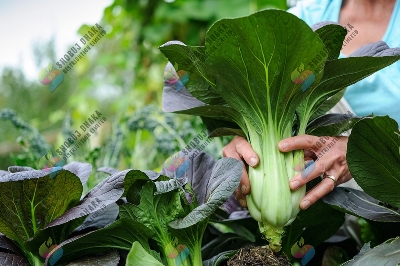Picture of Bok Choy Seeds 100+pcs Re-Pack