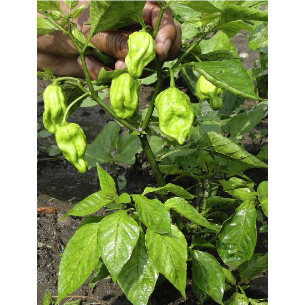 Picture of Naga Chili Seeds ৫ পিস Re-Pack