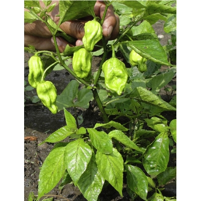 Picture of Naga Chili Seeds ৫ পিস Re-Pack