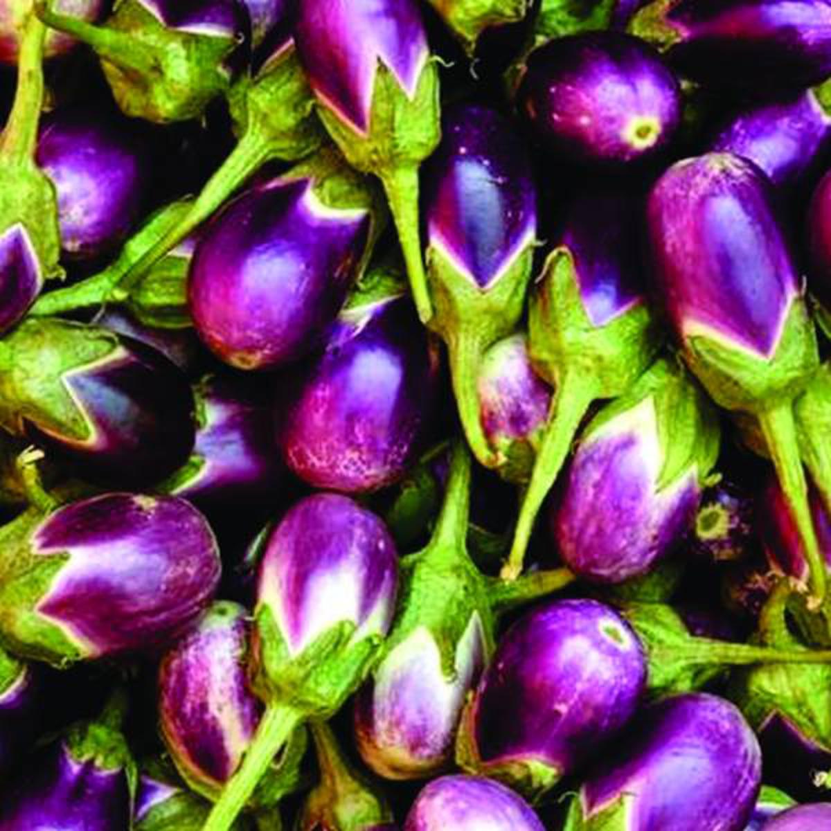 Picture of Jhuri Brinjal Seeds 0.1gm