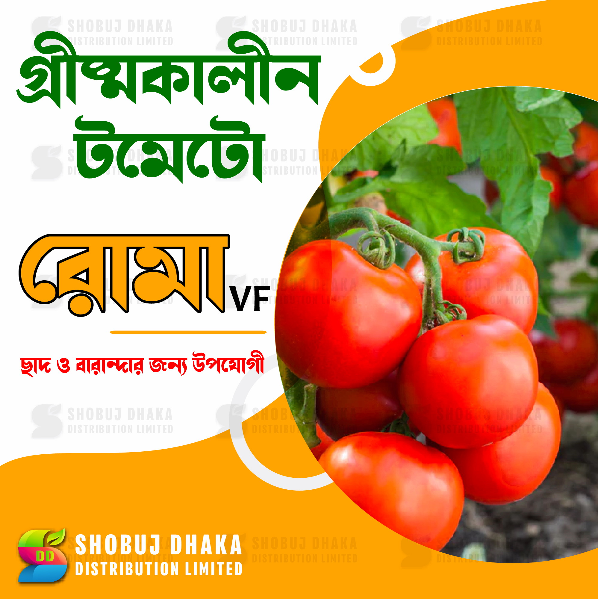 Picture of Summer Tomato Roma VF Re-Pack